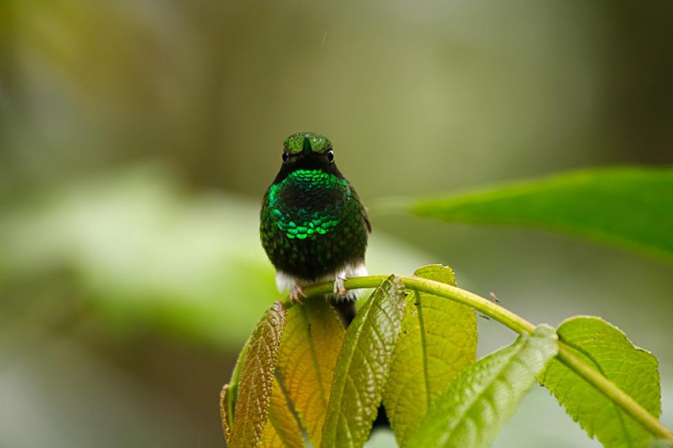 Colibrí